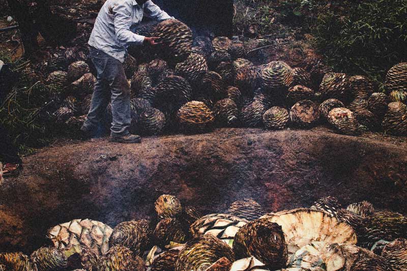 Maestro mezcalero colocando piñas de agave trozadas en horno de piedra para la cocción
