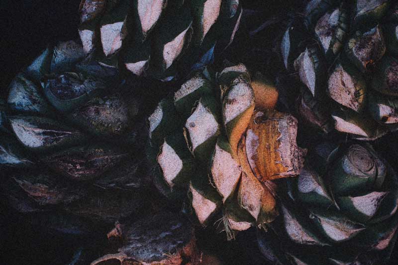 Piñas de agave recién cortadas listas para el proceso de elaboración del mezcal