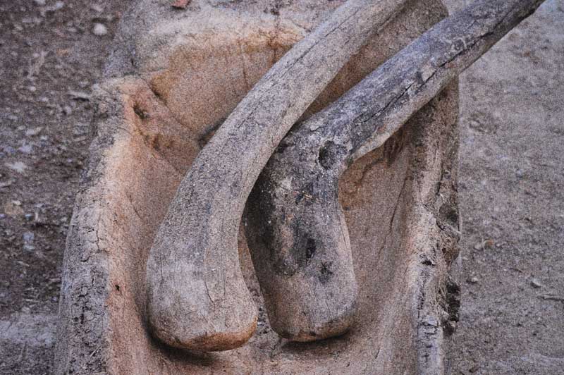 Canoa con mazos de madera para el machacado tradicional del agave