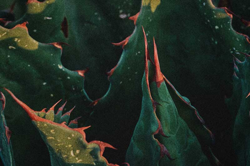 Primer plano de hojas de maguey con espinas rojizas sobre follaje verde oscuro
